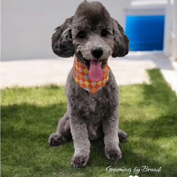 Meet your Posher, Stephanie - Picture 3 of 5